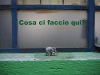 192_elefante.jpg