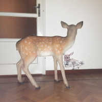193_safari.jpg