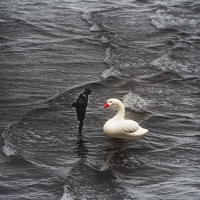 223_cigno.jpg